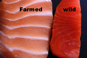Wild Caught Salmon Vs. Farmed Raised Salmon