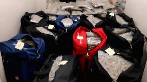 Pot supply not the problem behind cannabis industry growing pains, The Problem is the Government!